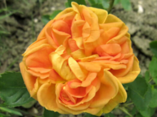 Günthers Anekdote – Eine Rose namens Soleil d’Or